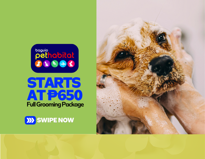 Full Grooming Package Starting At P650