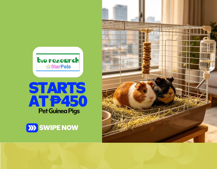 Pet Guinea Pigs Starting At P450